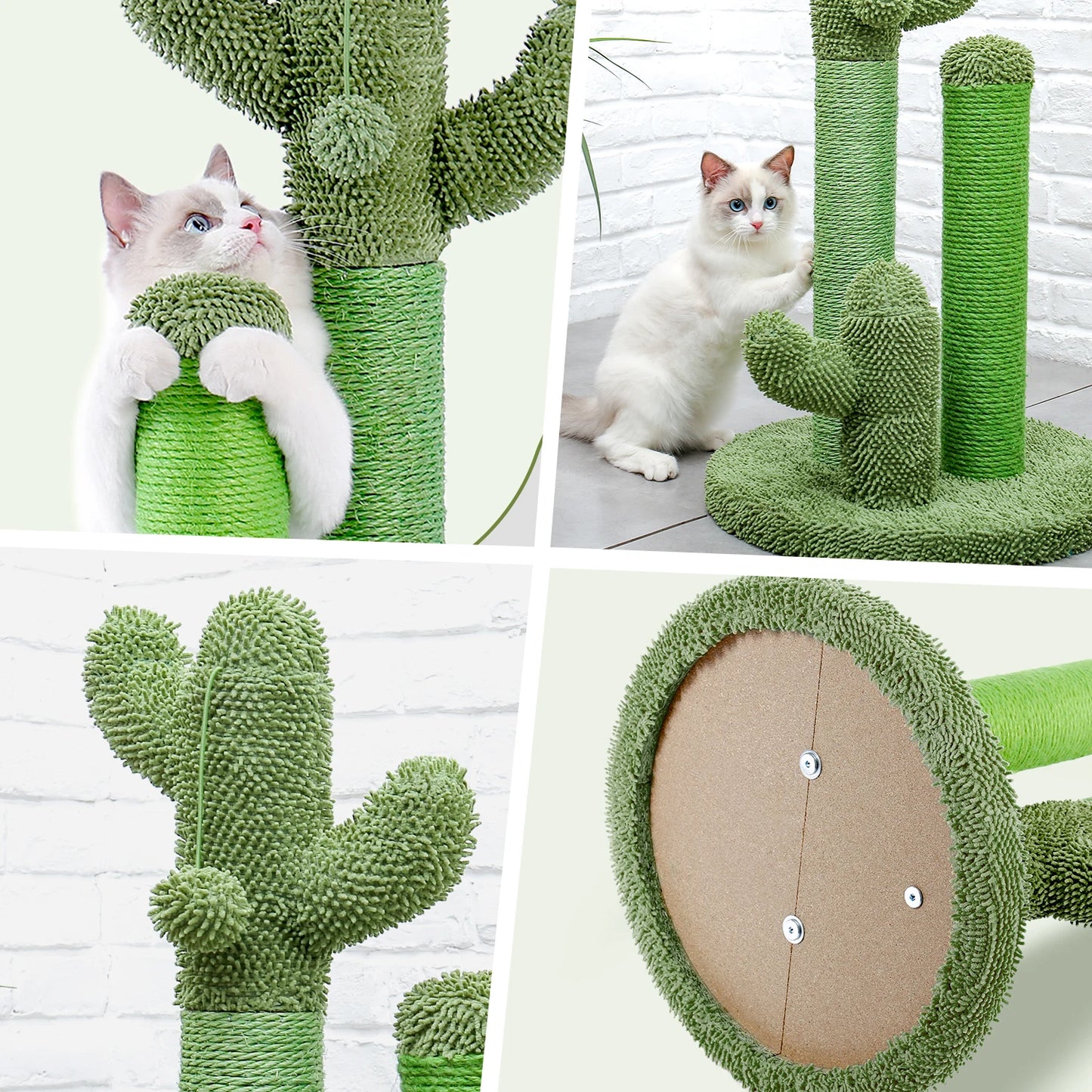 CACTUS CHATON