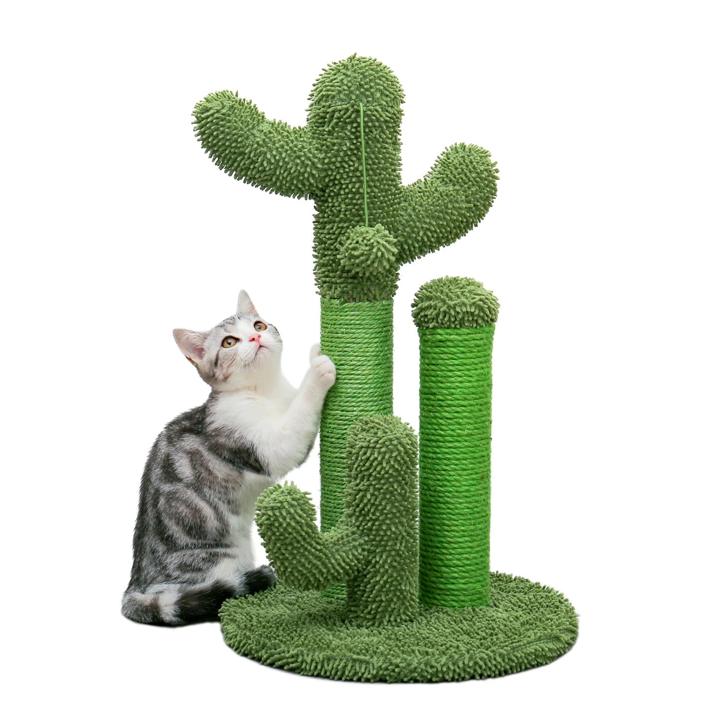 CACTUS CHATON