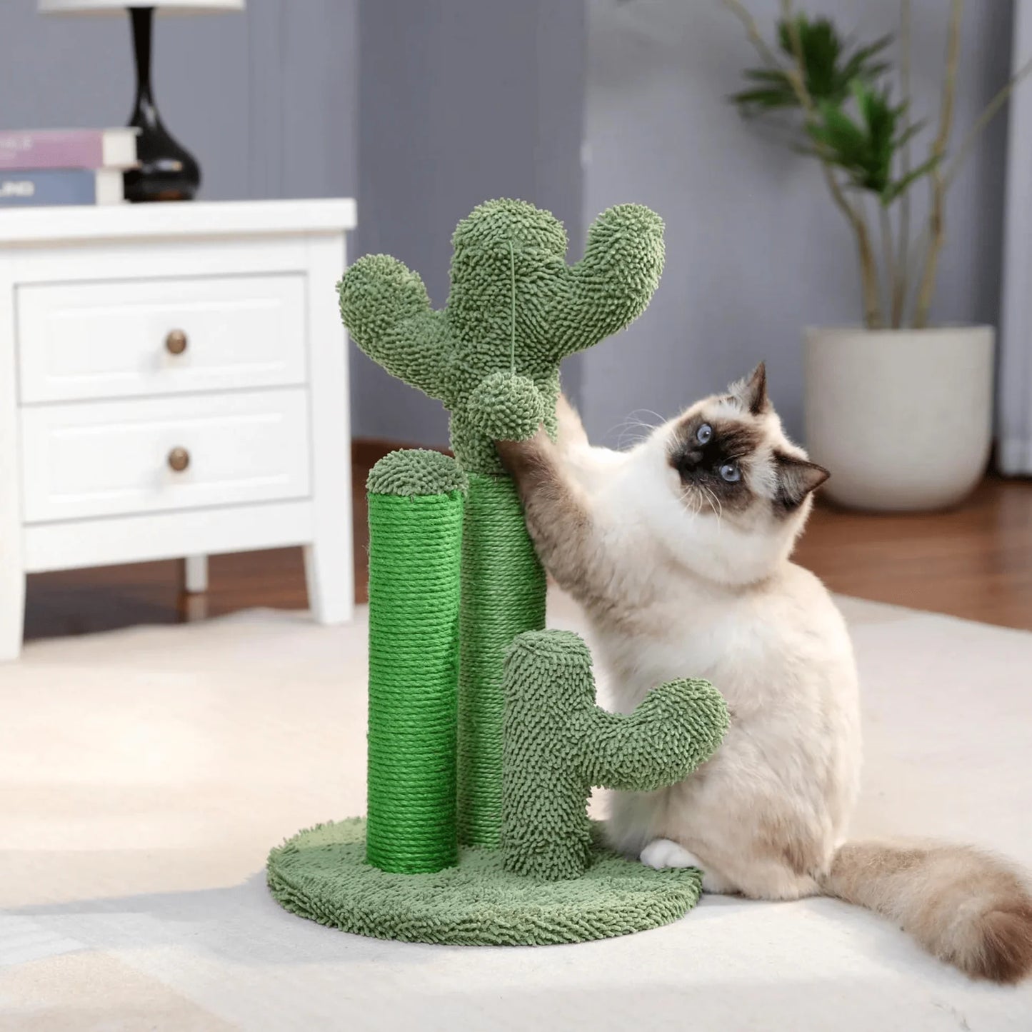 CACTUS CHATON